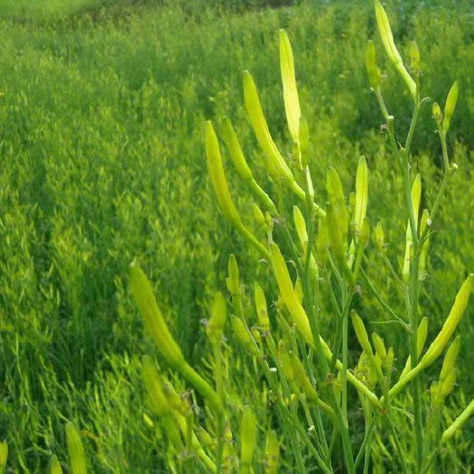 缙云县新鲜黄花菜