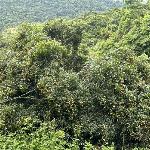 东莞市东莞大岭山桂味