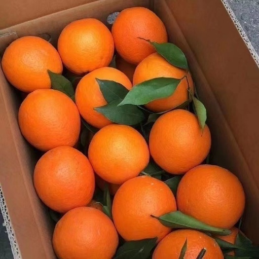 灵川县【现摘发货中】新鲜橙子当季应季甜夏橙孕妇新鲜水果一整箱