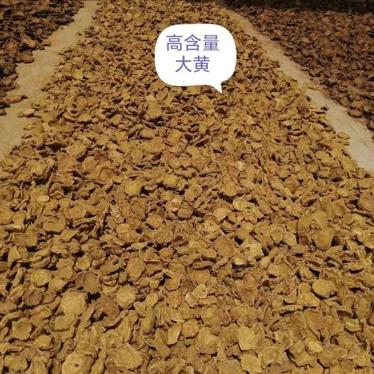 汉中大黄  陕西汉中产高含量大黄