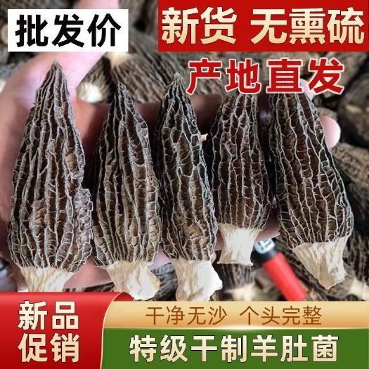 羊肚菌 云南头茬羊肚菌