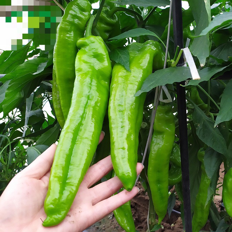 香脆牛角椒辣椒 食用蔬菜种子辣椒种子牛角型羊角椒 大尖椒辣椒