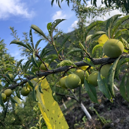隆林县广西百色蜂糖李
