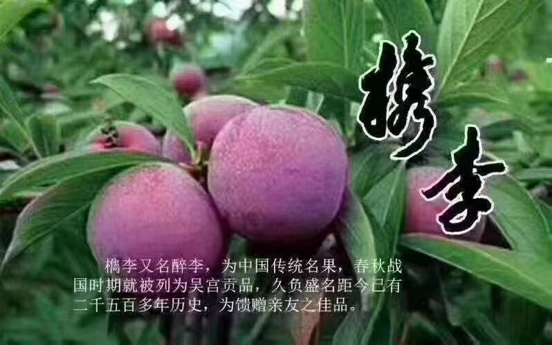 槜李