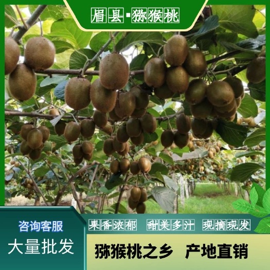 眉县眉县徐香猕猴桃酸甜刚刚好，专业徐香猕猴桃，大量接外贸出口订单