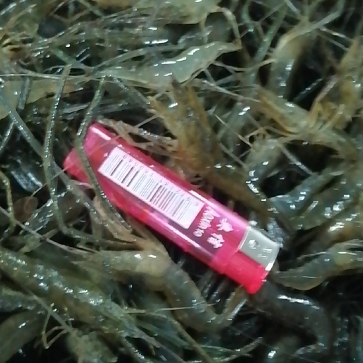 郎溪县青虾苗种，食用小河虾，大河虾