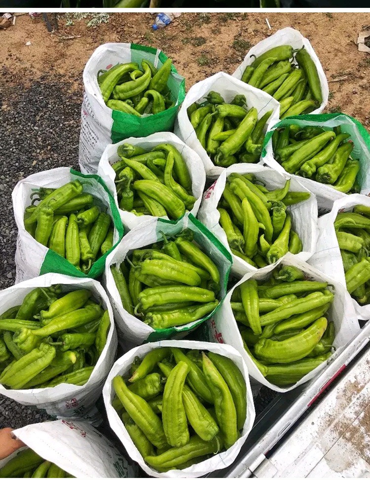 香脆牛角椒辣椒 食用蔬菜种子辣椒种子牛角型羊角椒 大尖椒辣椒