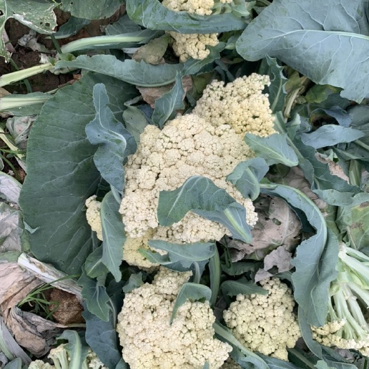 沛县新鲜菜花 零售批发