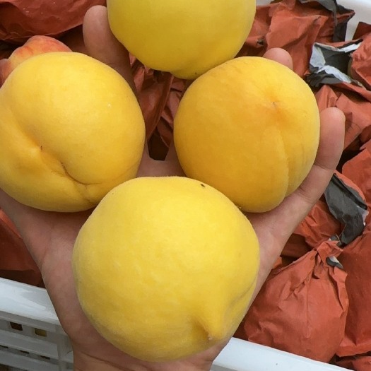 沂南县黄金蜜1号