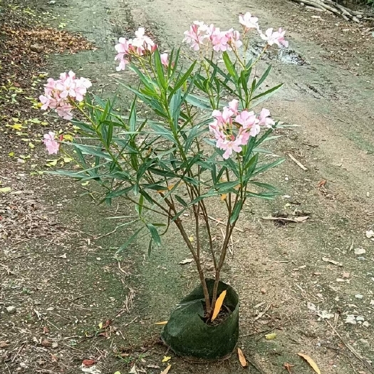 中山市夹竹桃粉花红花黄花公路道理耐旱绿植
