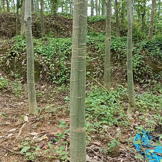 廉江市长期供应发财树苗，大小规格、欢迎大量批发、采购