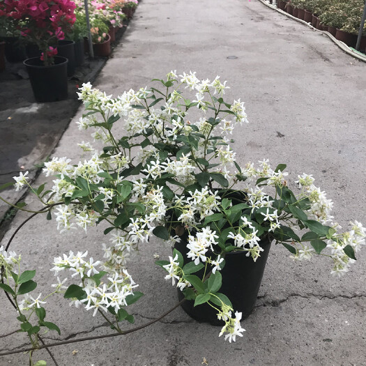 成都风车茉莉