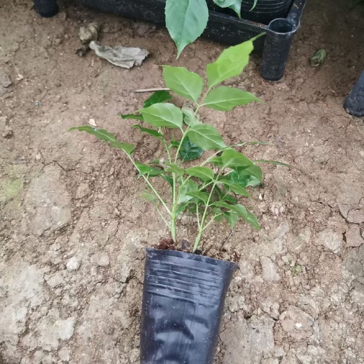 广州绿宝苗菜豆树幸福树苗穴苗袋苗