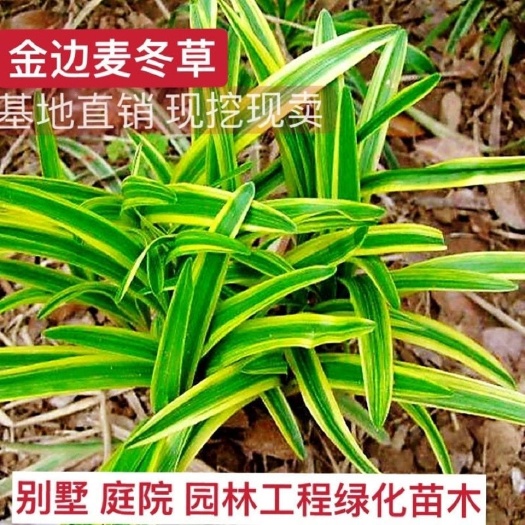 沭阳县金边花叶麦冬草麦冬草，绿化工程用苗，是小区庭院绿化用苗
