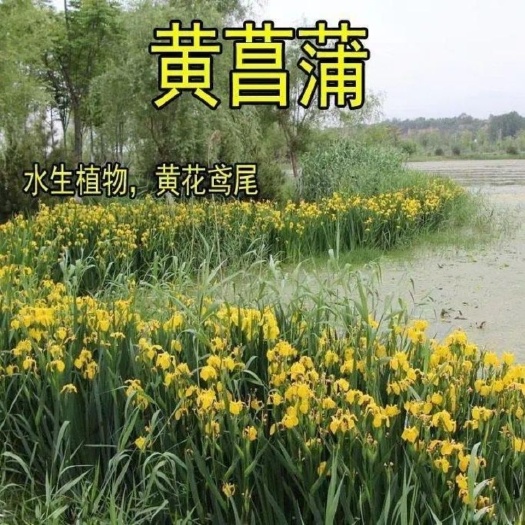 沭陽縣黃菖蒲水生黃花燕尾草水生燕尾草，是多年生草本植物耐干旱又水