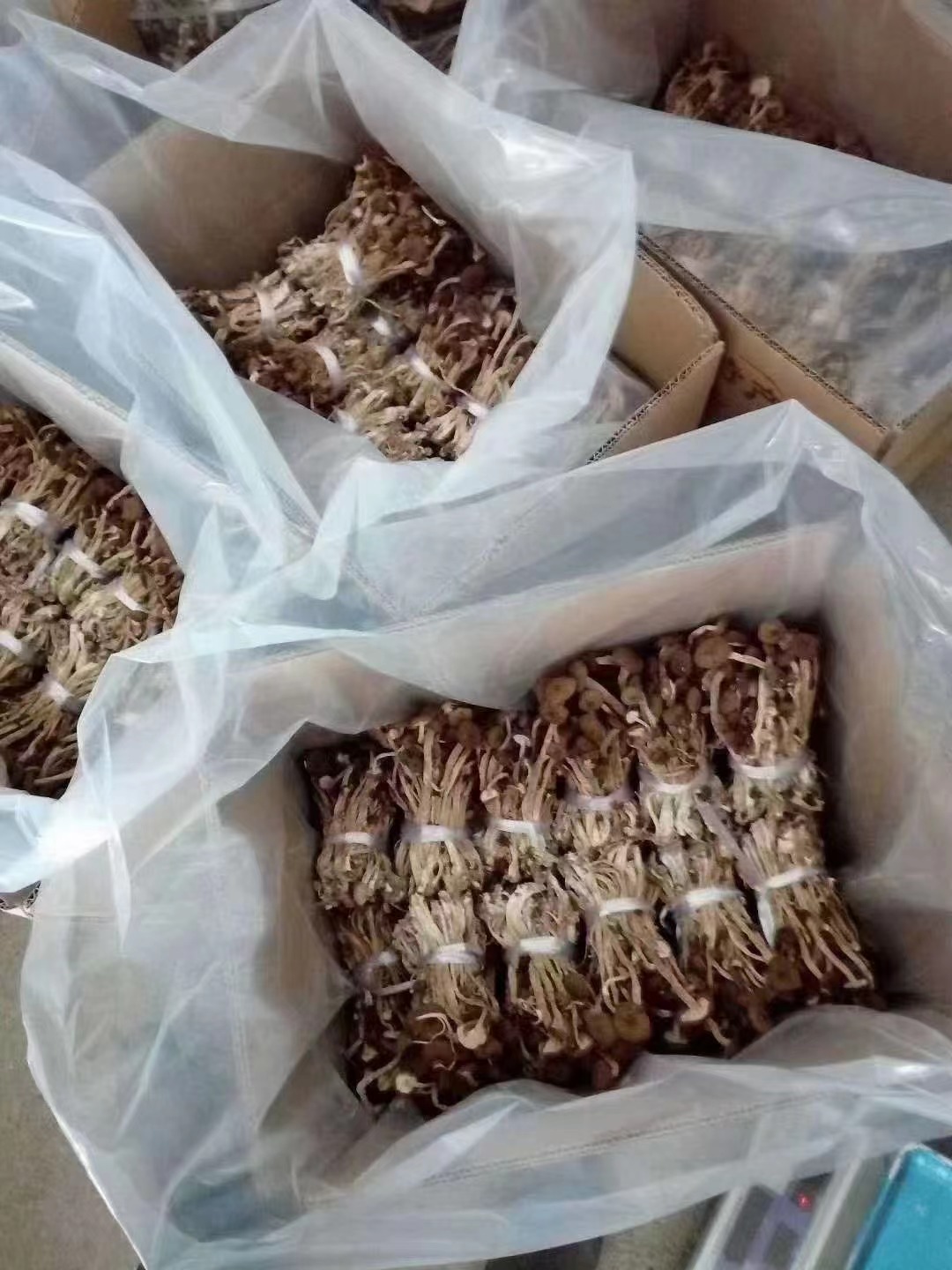 产地直销批发 茶树菇3号干货捆把烘干江西5号菌菇扎把剪根