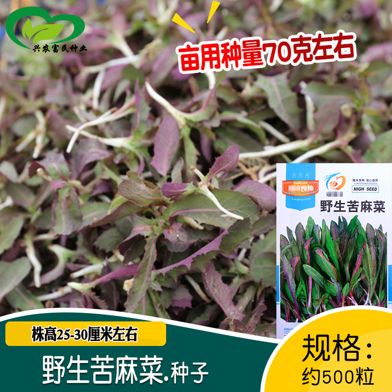 河间市野生苦麻菜种子农田菜园脆嫩清香爽口微苦去热苦唛菜种子