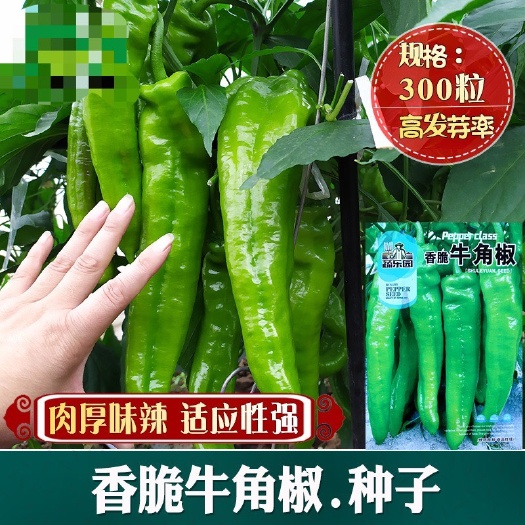 河间市香脆牛角椒辣椒 食用蔬菜种子辣椒种子牛角型羊角椒 大尖椒辣椒