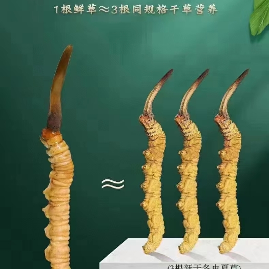 海东冬虫夏草