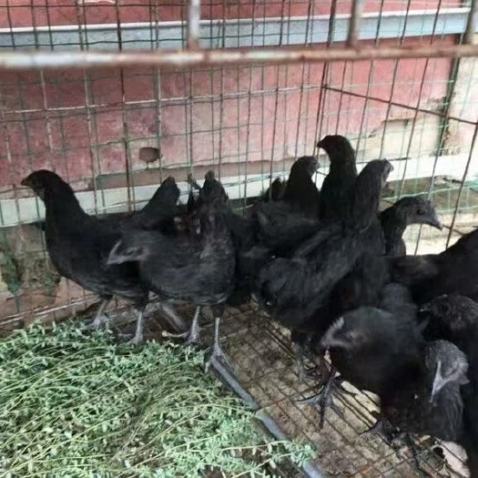 衡南县脱温土鸡黑羽绿壳蛋五黑绿壳中鸡 脱温鸡 出售土鸡半斤到一斤