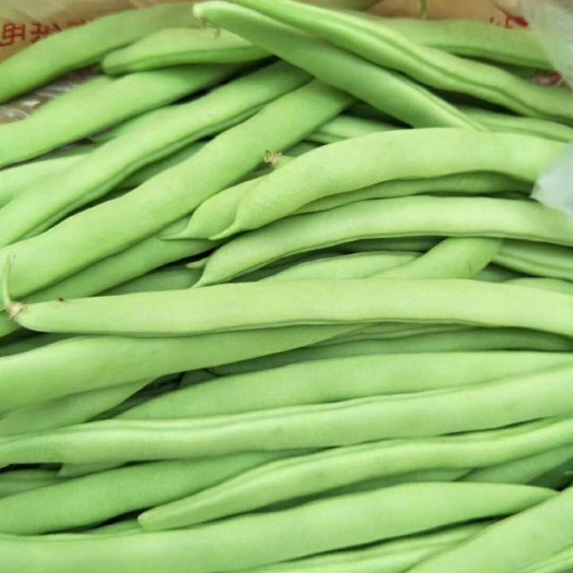 长阳县无筋豆角/四季豆/豆角