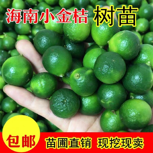 灵山县四季金桔苗