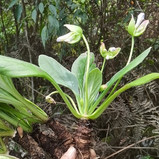 紫云县岩白菜中药材 贵州苗药新鲜岩白菜中草药材牛耳朵蚂蝗七50