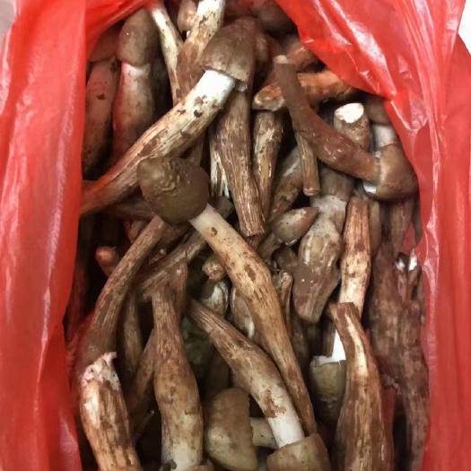 广州优惠荔枝菌