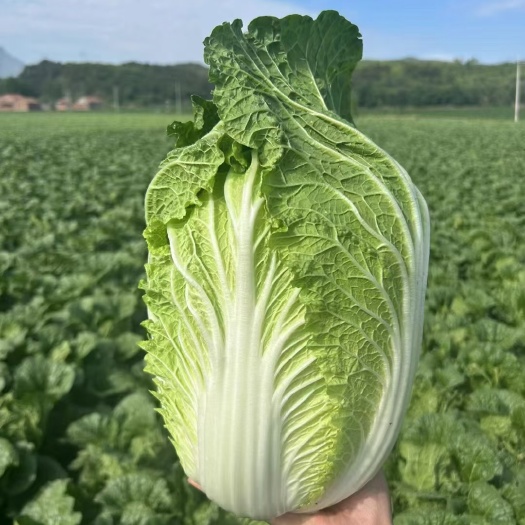 喀喇沁旗白菜大量上市
