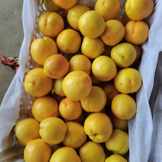 黄金中油四号糖度15