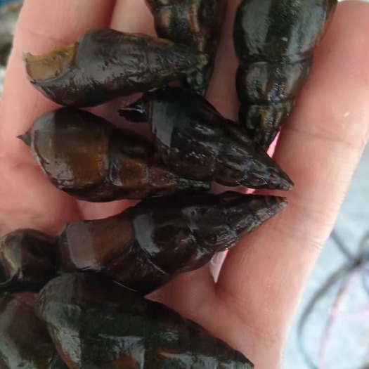 广州本人常年捞螺丝的。有需要的可以联系我啊。不零售只批发的。