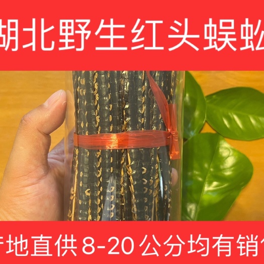 沙洋县湖北荆门红头蜈蚣，产地2024年新货出售，8-20公分