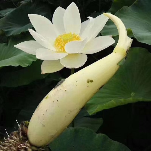 桓台县山东马踏湖鲜藕，