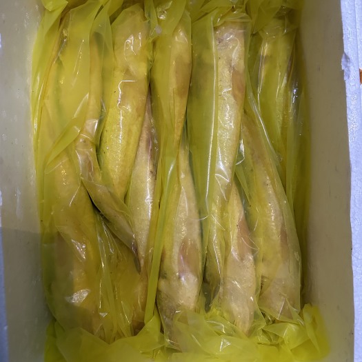 连江县连江东鼓黄鱼