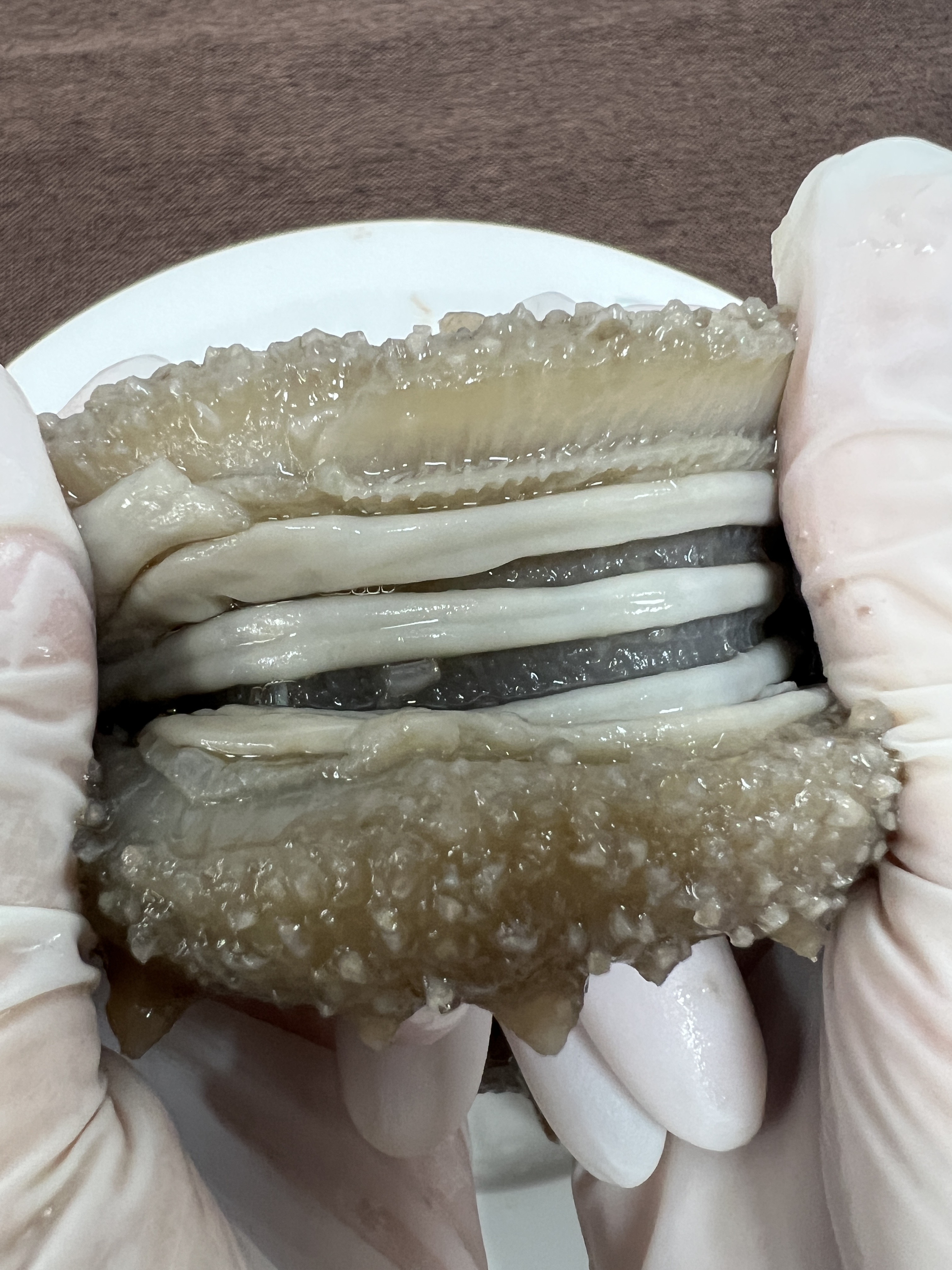 40-50头开口大连淡干辽参 密刺 刺针 厚肉9倍泡发率