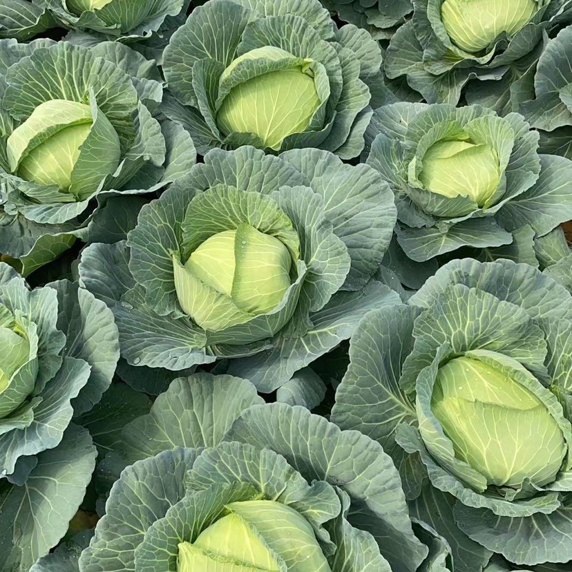 【推荐】湖北京丰扁包菜甘蓝基地直供现砍现装一手货源对接全国市