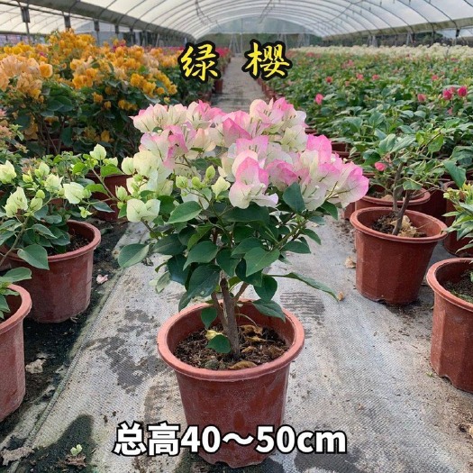 昆明云南基地直供【绿樱三角梅】重瓣三角梅四季勤花品种庭院绿化苗木