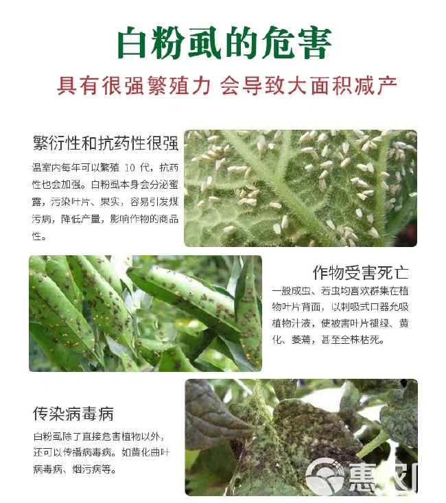 白粉虱专杀高效药稻飞虱蚜虫番茄辣椒蔬菜抗性白飞虱专用药杀虫剂