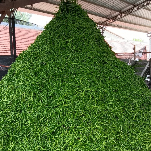 兰陵县线椒，剁椒，腌制用