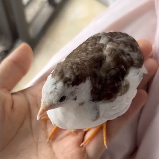 临泉县芦丁鸡