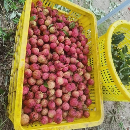 深圳桂味荔枝，糯米糍荔枝