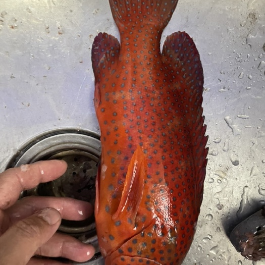 印度尼西亚海捕东星斑