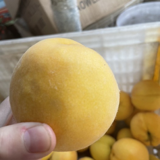 蒙阴县找代理，有果园
