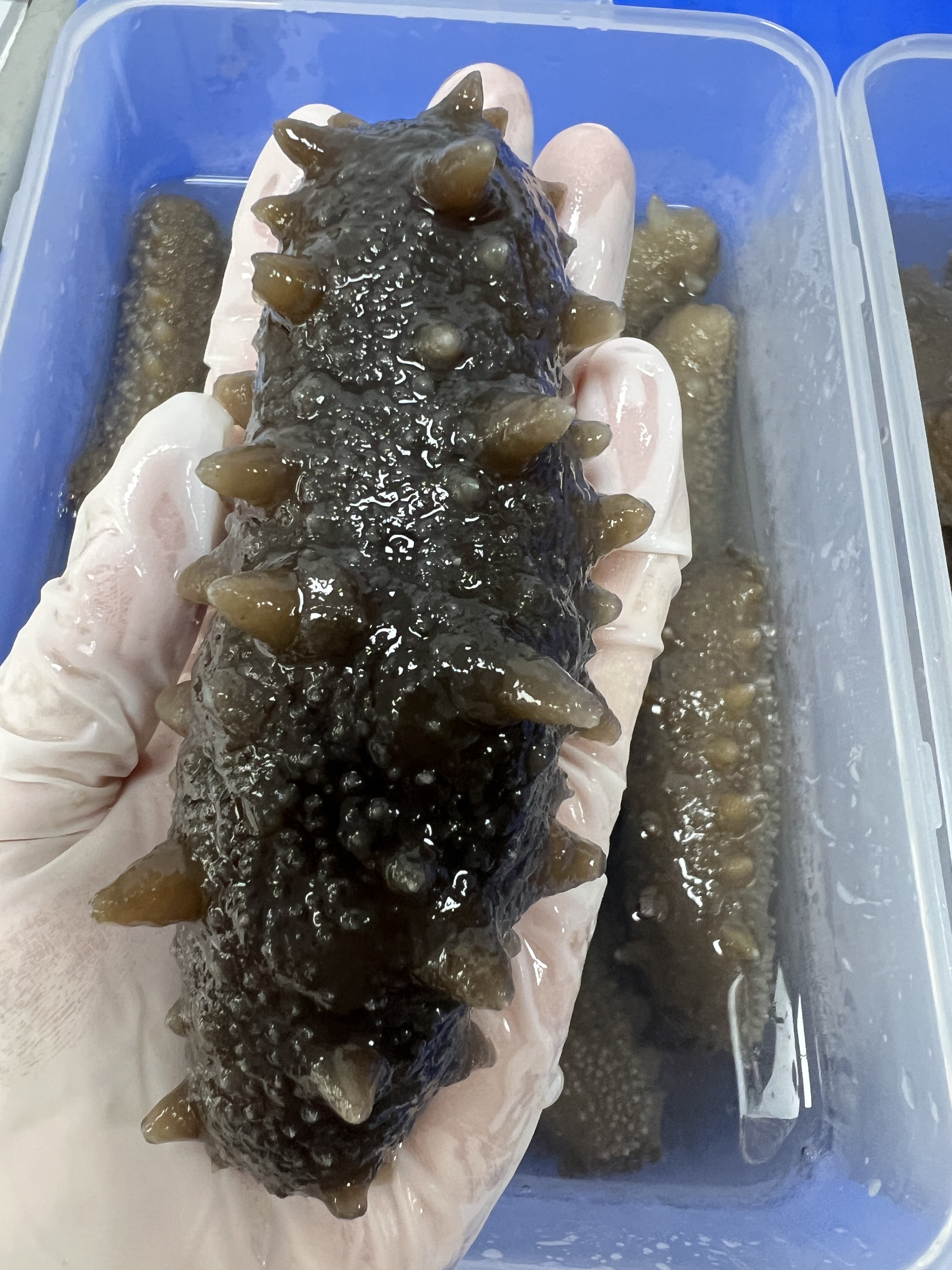 40-50头开口大连淡干辽参 密刺 刺针 厚肉9倍泡发率