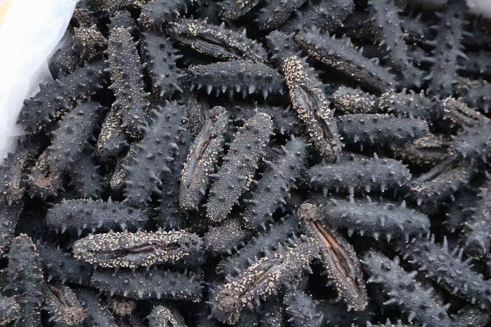 40-50头开口大连淡干辽参 密刺 刺针 厚肉9倍泡发率