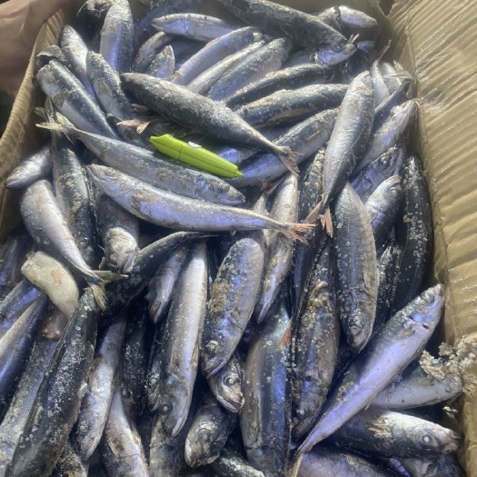 石狮市单冻四破竹巴鱼巴浪青鱼海鲜海产品批发