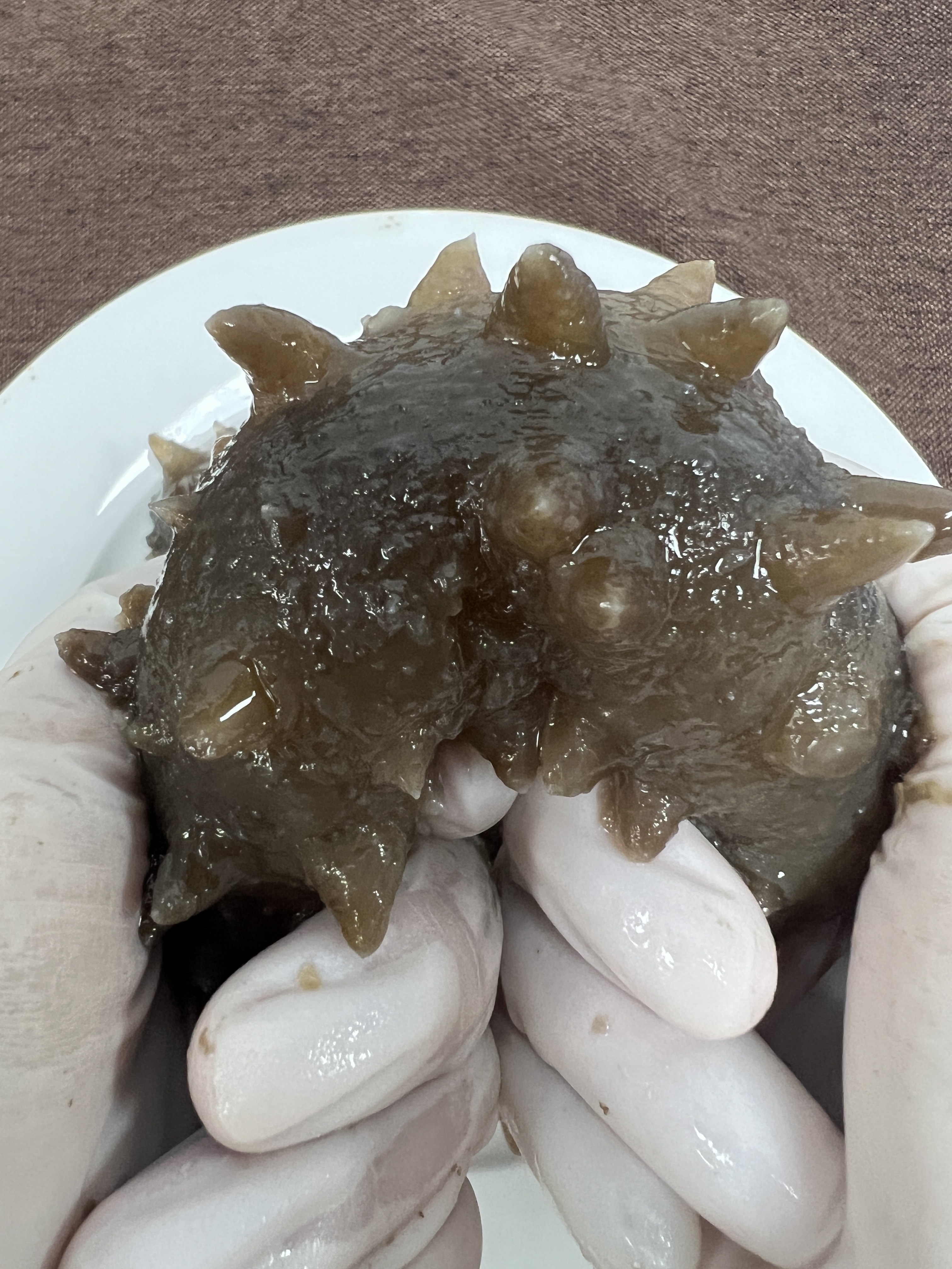 40-50头开口大连淡干辽参 密刺 刺针 厚肉9倍泡发率