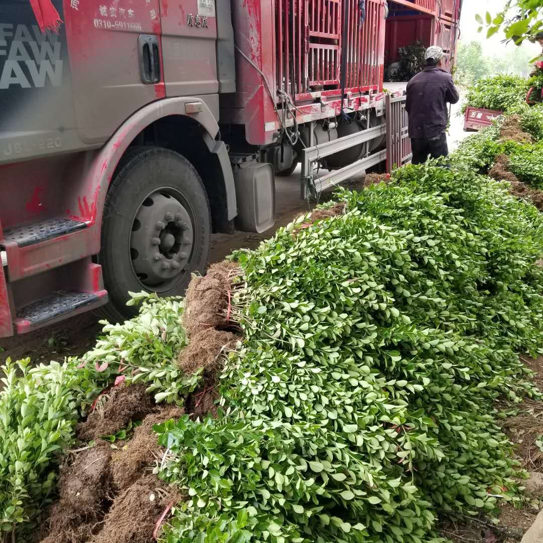 卫矛地栽苗 30～80公分高枝杆粗壮 耐寒适宜西北地区气候