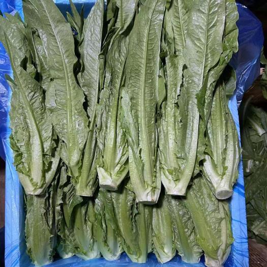 富民县油麦菜