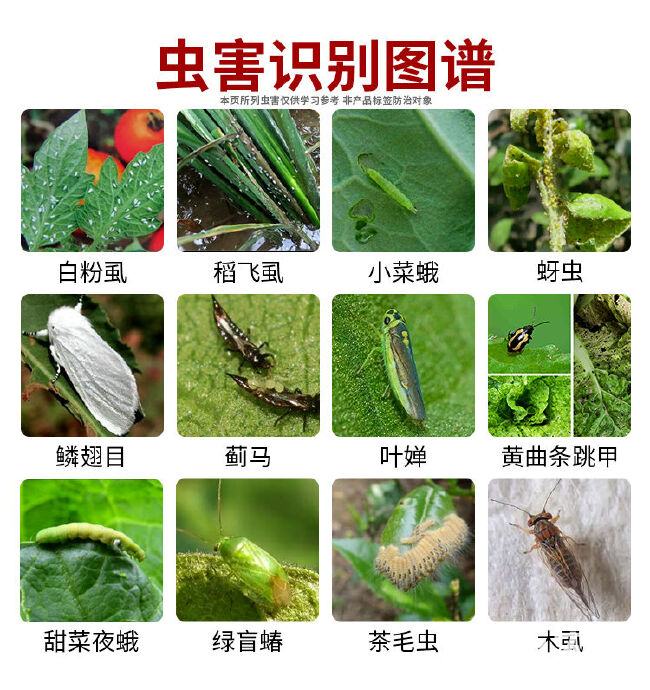 白粉虱专杀高效药稻飞虱蚜虫番茄辣椒蔬菜抗性白飞虱专用药杀虫剂